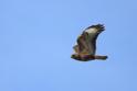 IMG_4548 Common Buzzard.JPG